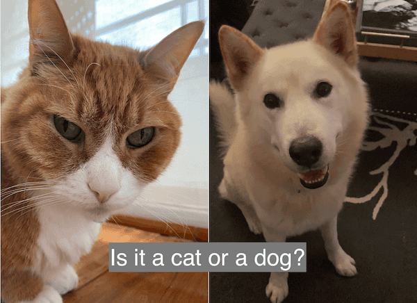 Is it a cat or a dog?